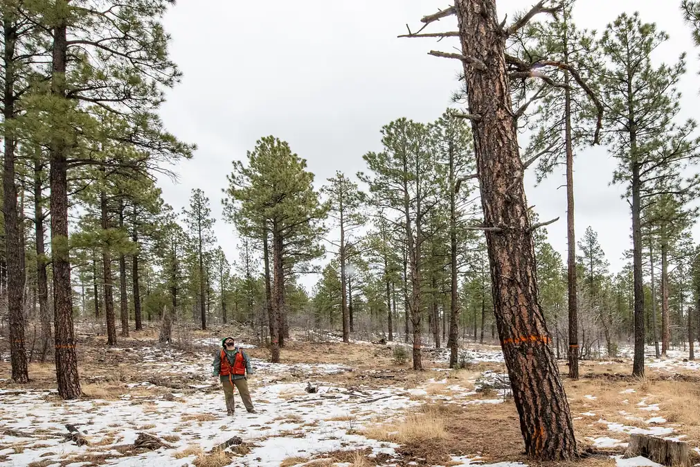 Forester assessing a stand of standing timber