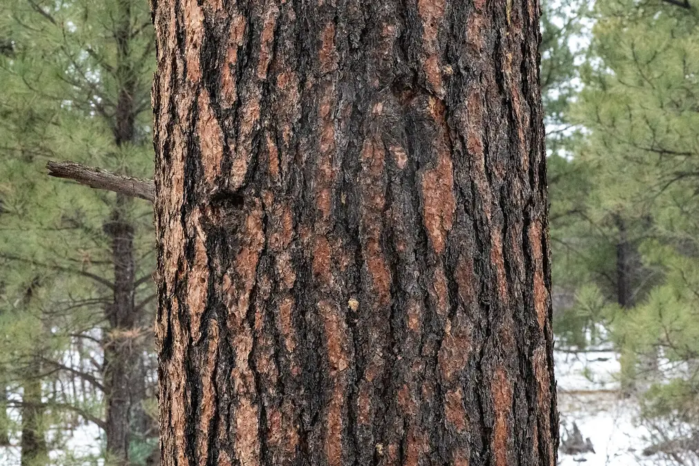 Stand of pines showing bark beetle infestation damage