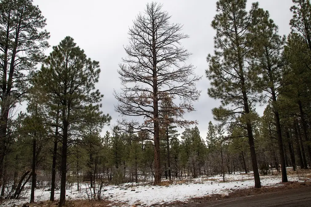 Pines killed by bark beetle standing among healthy trees