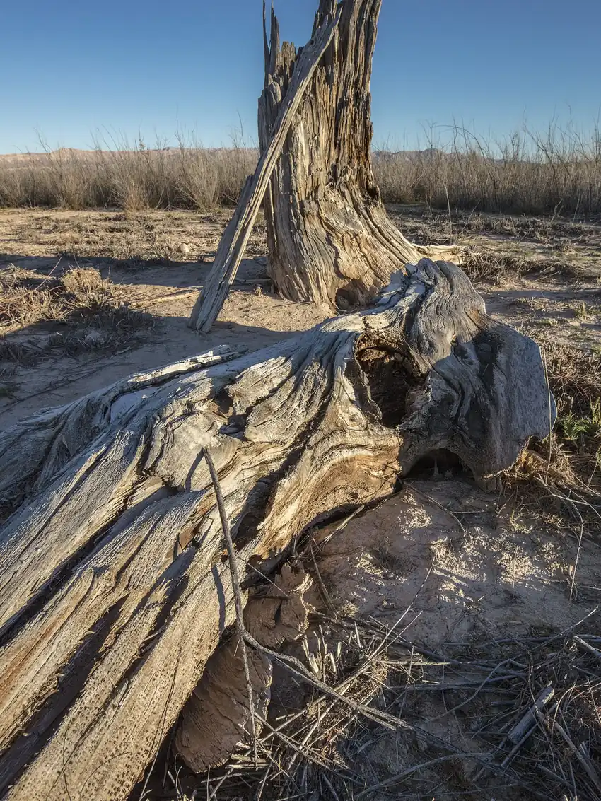 Uprooted tree lying over with its root plate lifted clear