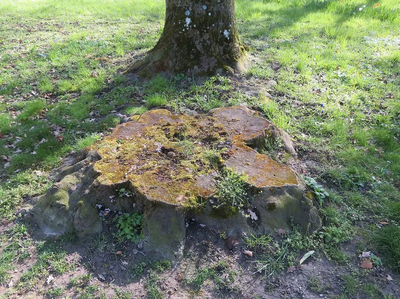 Close view of a stump grinder cutting into a stump