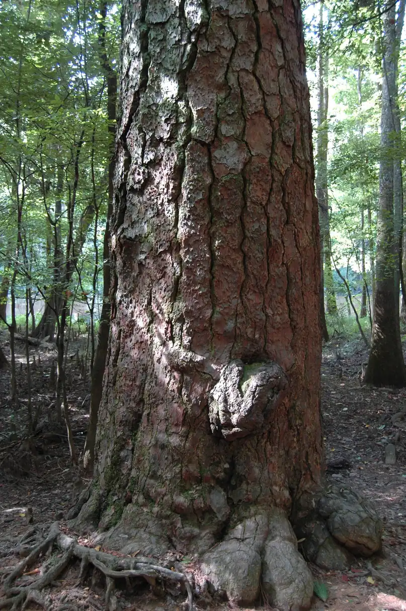Pine root flare and shallow surface roots