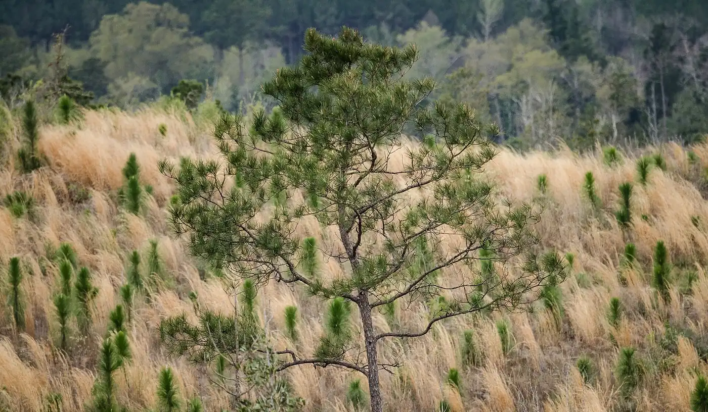 Stand of pines seen from the forest floor