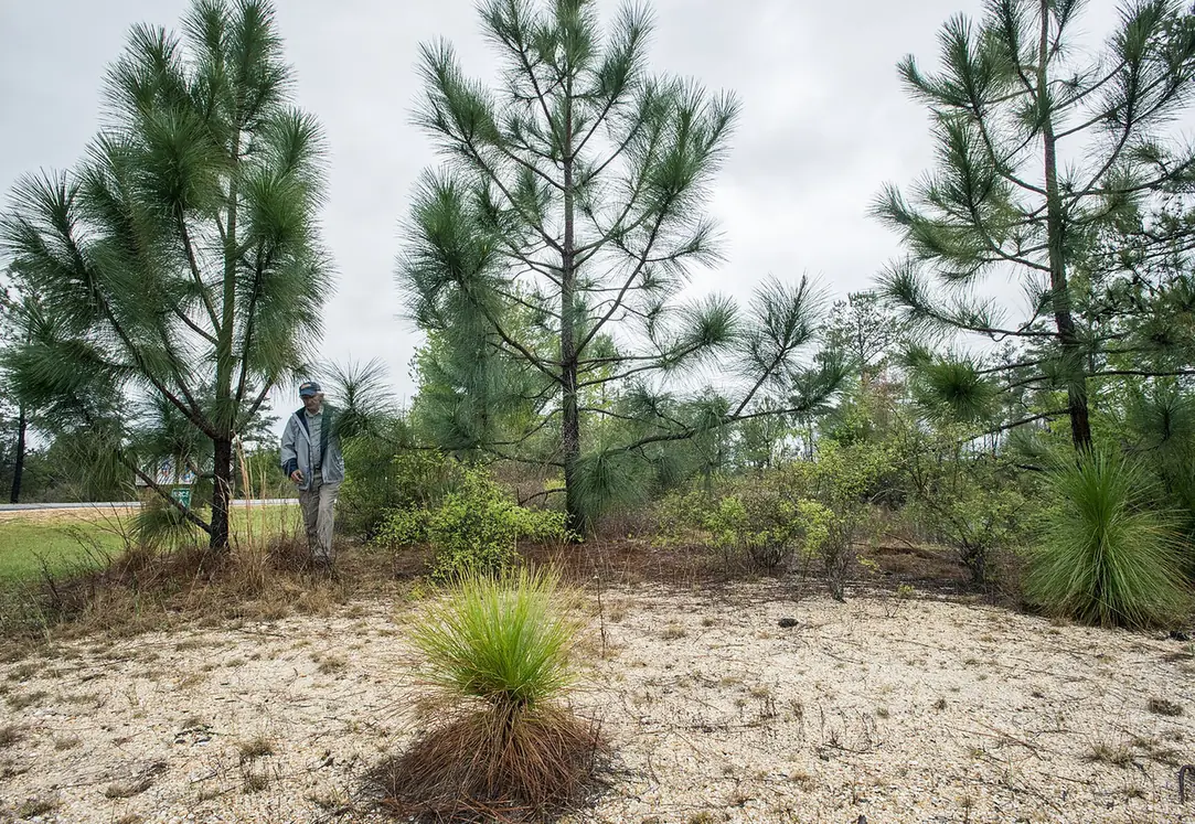 Tall stand of pines seen from the forest floor